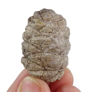 Pararaucaria patagonica