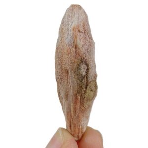 Lignotuber de Araucaria