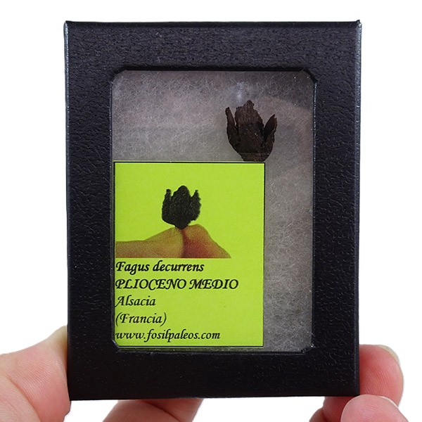 Fagus decurrens:圖片 3