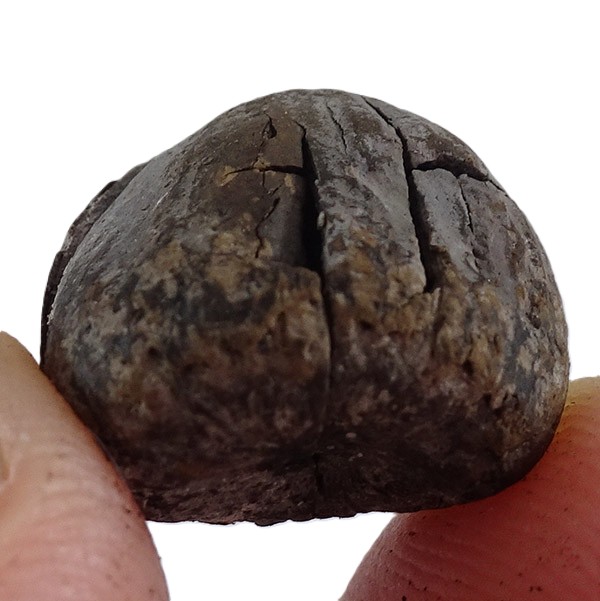 Corylus sp. - Imagen 3