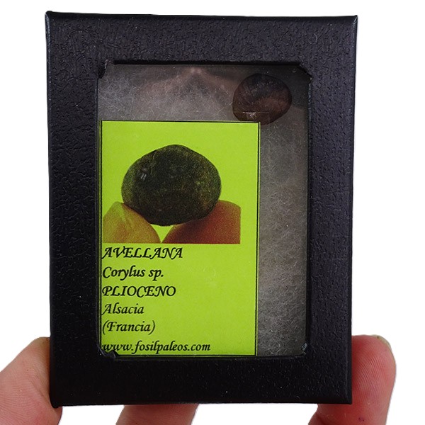 Corylus sp. VENDIDO - Imagen 2