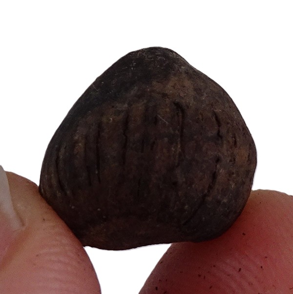 Corylus sp. VENDIDO - Imagen 3