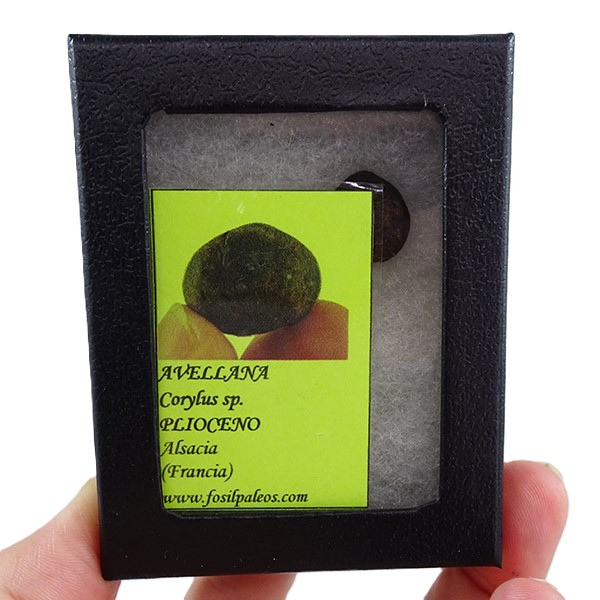 Corylus sp. - Imagen 4