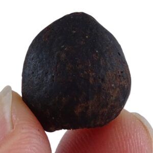 Corylus sp.