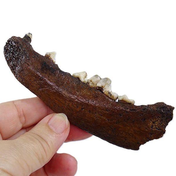Canis lupus - Imagen 4