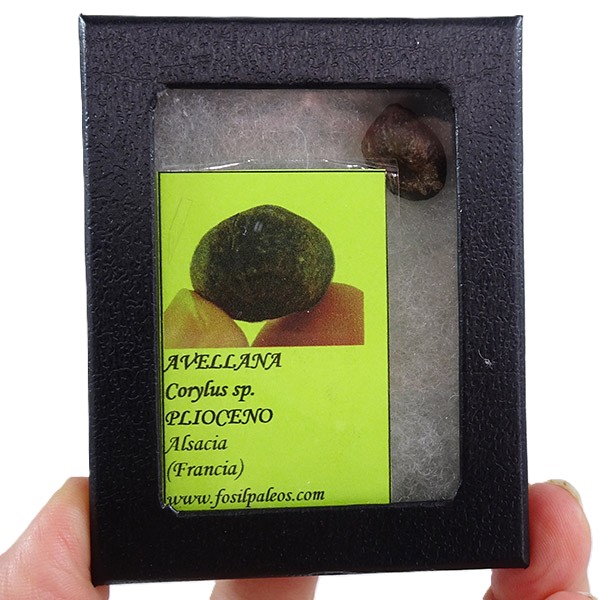 Corylus sp. - Imagen 2