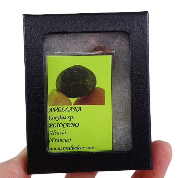 Corylus sp. - Imagen 2