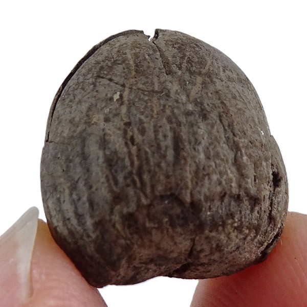 Corylus sp. - Imagen 3