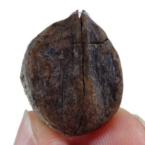 Carya angulata