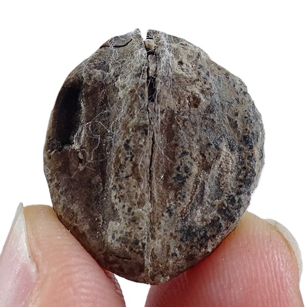 Carya angulata - Imagen 4