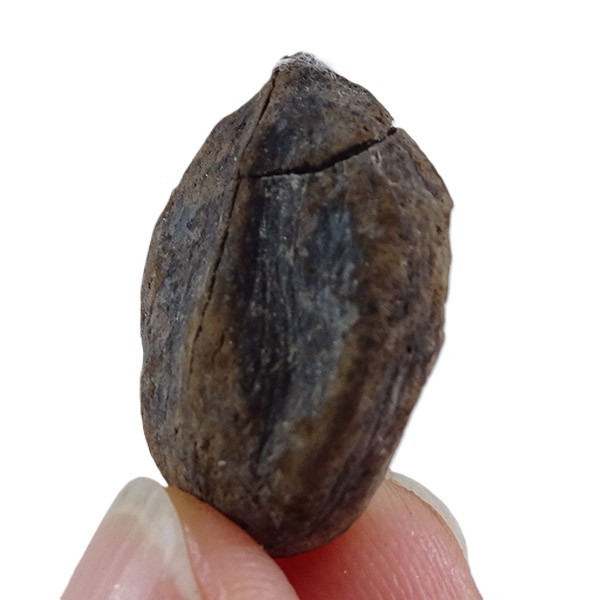 Carya angulata - Imagen 2