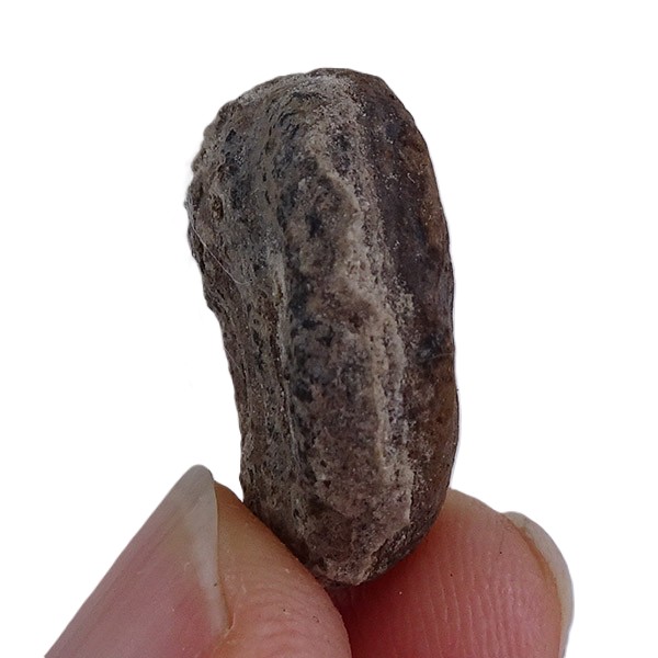 Carya angulata - Imagen 3