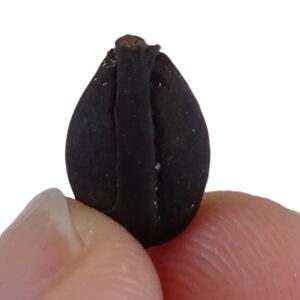 Styrax maximus