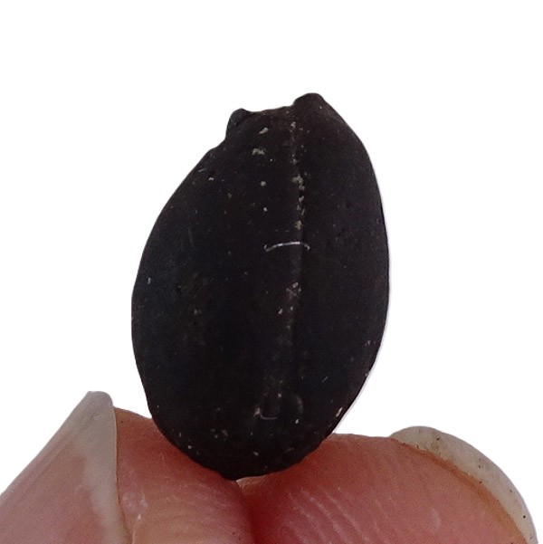 Styrax maximus - Image 2
