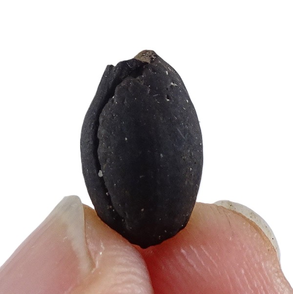 Styrax maximus - Image 3