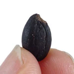Styrax maximus
