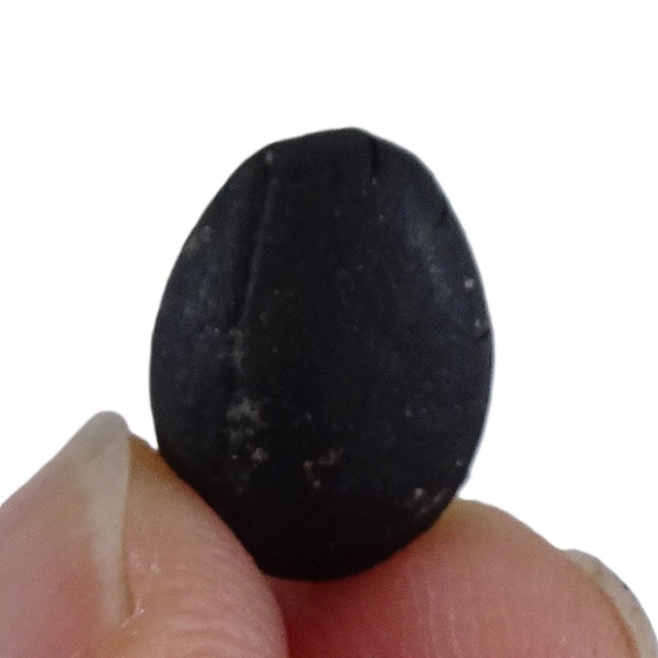 Styrax maximus - Image 3