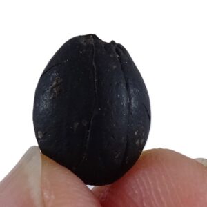 Styrax maximus