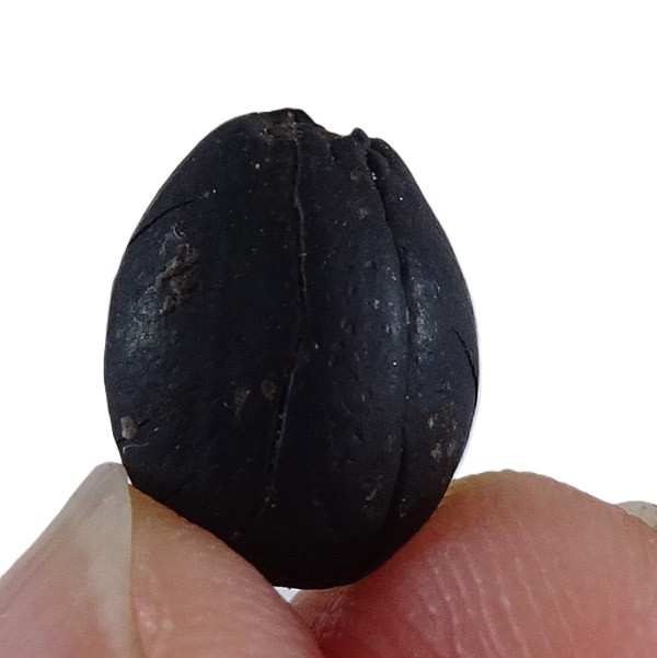 Styrax maximus