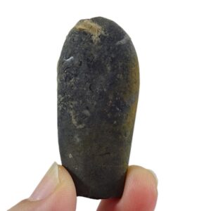 Duvalia dilatata