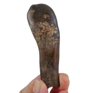 Duvalia dilatata y Balanus sp.