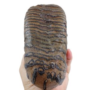 Mammuthus primigenius