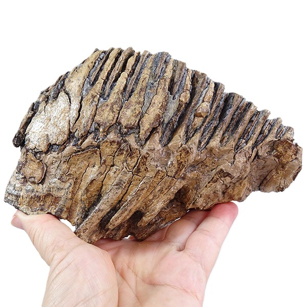 Mammuthus primigenius:圖片 2