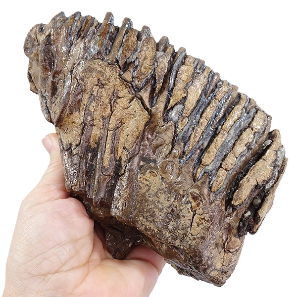 Mammuthus primigenius:圖片 3