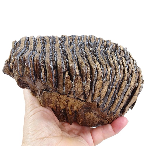 Mammuthus primigenius:圖片 4