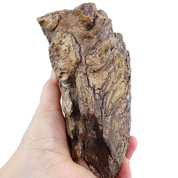 Mammuthus primigenius:圖片 5