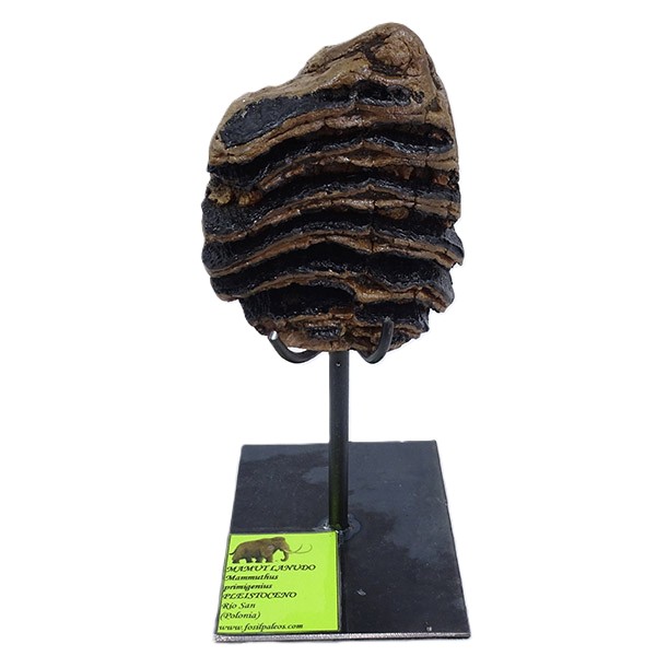Mammuthus primigenius
