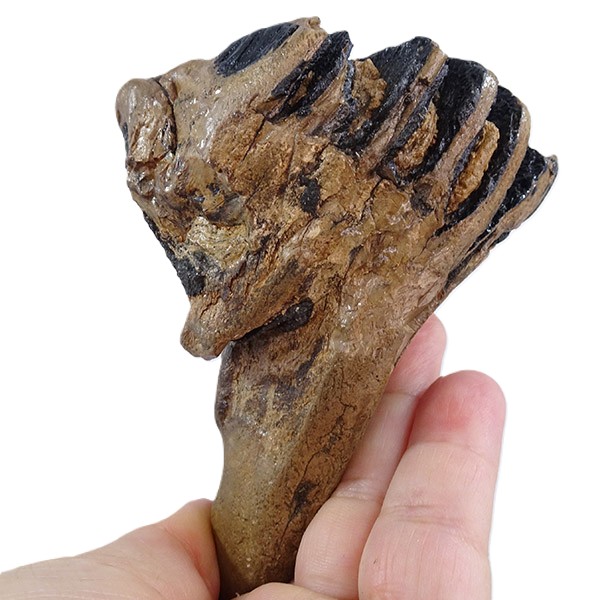 Mammuthus primigenius - 画像 (2)