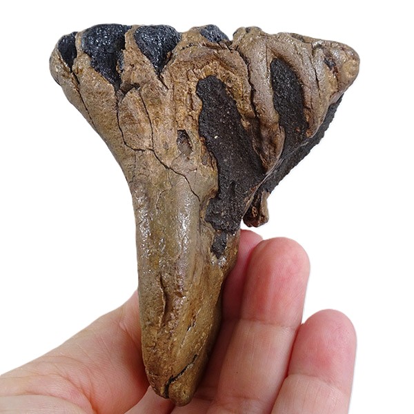 Mammuthus primigenius - 画像 (3)