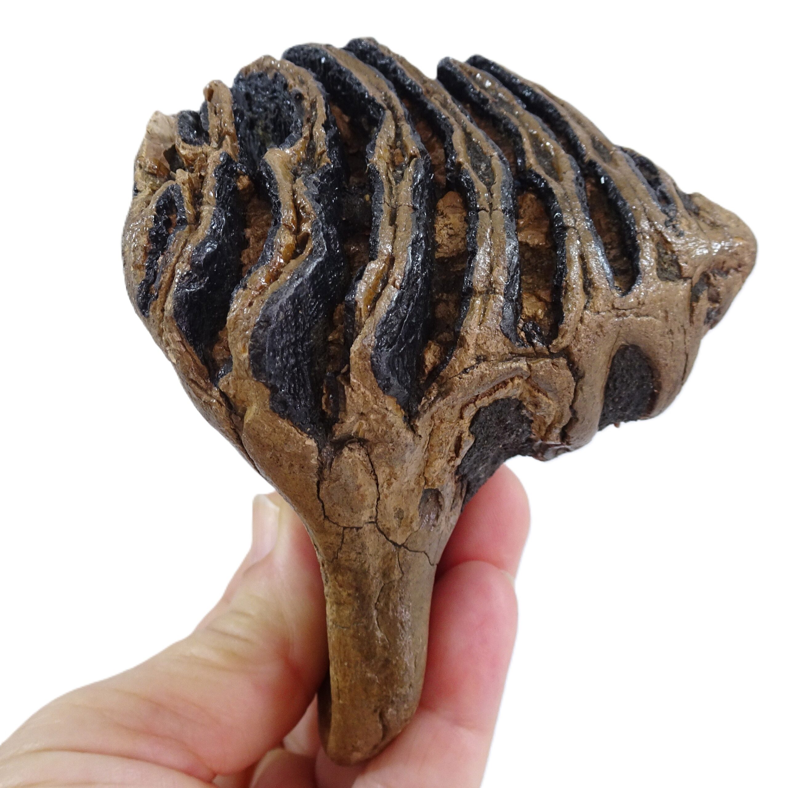 Mammuthus primigenius - 画像 (4)