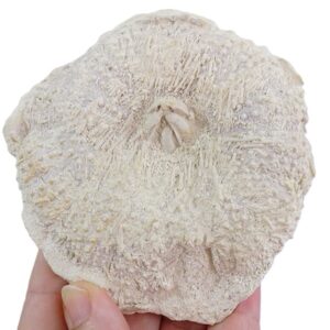 Tripneustes parkinsoni VENDIDO