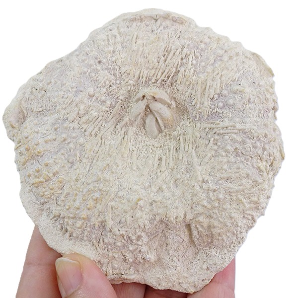 Tripneustes parkinsoni VENDIDO