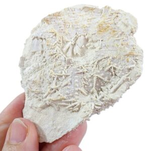 Tripneustes parkinsoni
