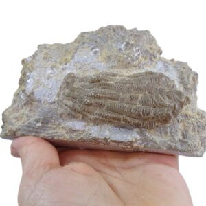 Encrinus liliiformis