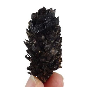 Picea latisquamosa