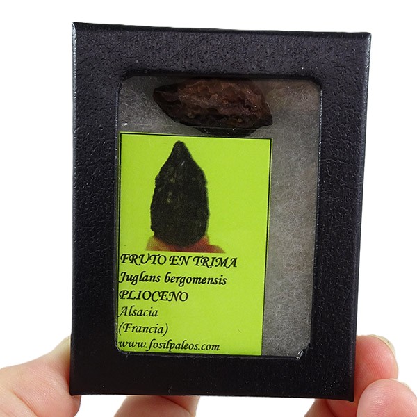 Juglans bergomensis - Image 3