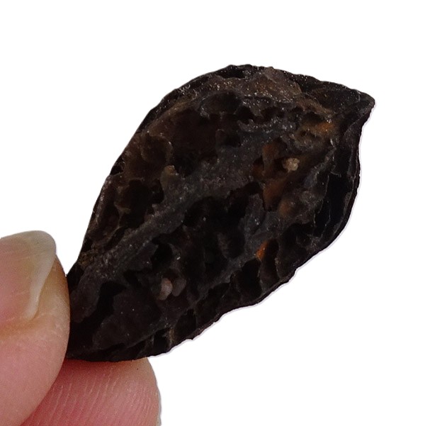 Juglans bergomensis - Image 4