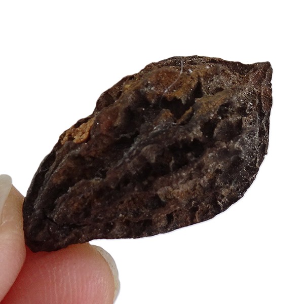 Juglans bergomensis