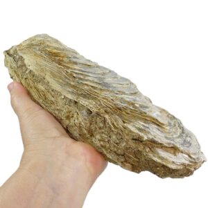 Ostrea crassissima