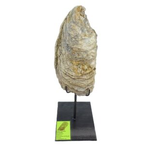 Ostrea crassissima