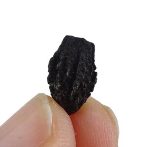 シンプロコス・ウィーセンシス 売却済み