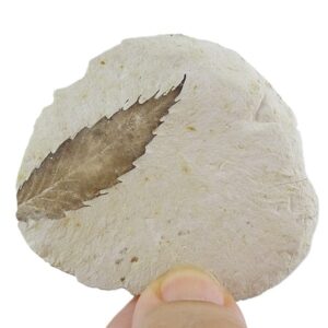 コナラ・クビニー 売却済み