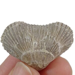 Cyclothyris difformis SOLD