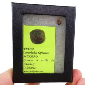 Carpolithus hafniensis