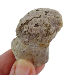 トゥールミニア・ウォレマンニ 売却済み