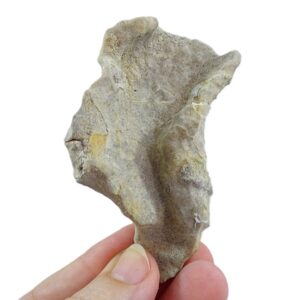 パキセリス・アウリフォルミス 売却済み
